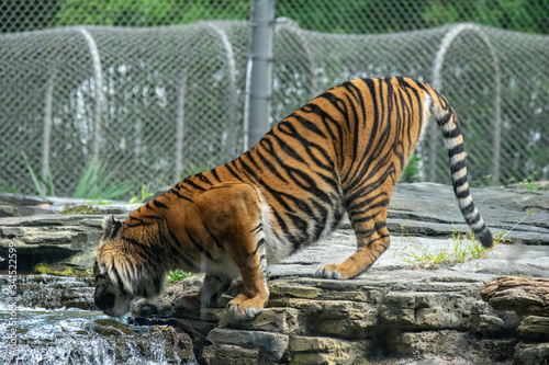 Captive Malayan tiger in a United States zoo. 