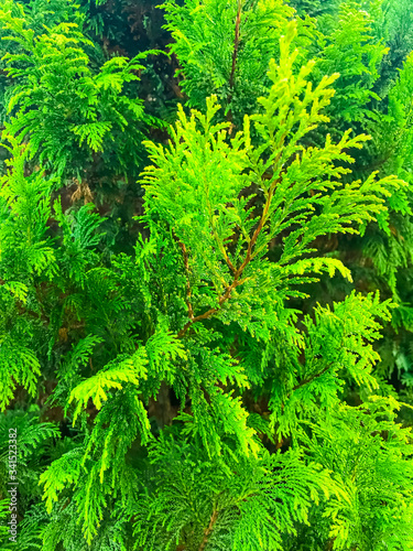 Floral background from green branches of thuja.