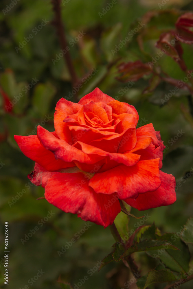 Rosas. Flores de jardín. Flores que evocan amor y amistad. Recursos gráficos muy usados en el Día de la Madre, San Valentín y para ocasiones especiales. Rosas. Flores de jardín. Flores que evocan amor y amistad. Recursos gráficos muy usados en el Día de la Madre, San Valentín y para ocasiones especiales.