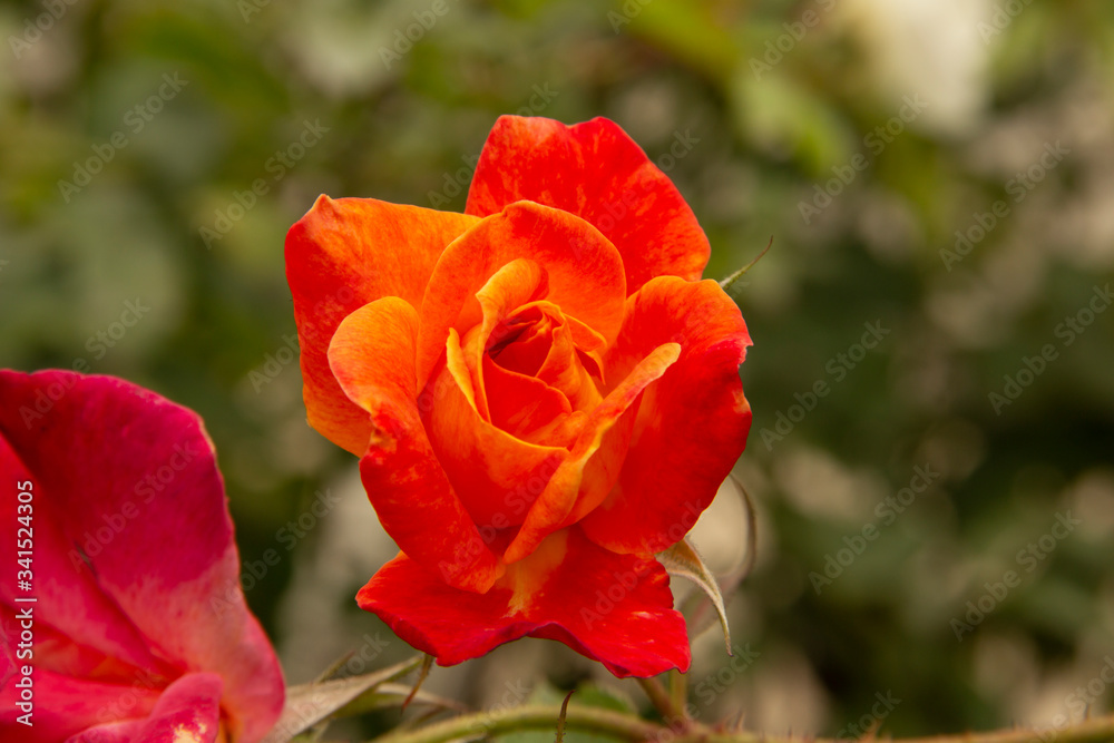 Rosas. Flores de jardín. Flores que evocan amor y amistad. Recursos gráficos muy usados en el Día de la Madre, San Valentín y para ocasiones especiales. 