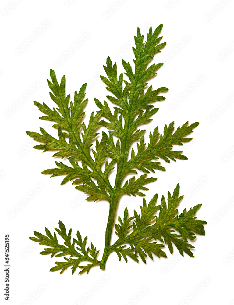 dry leaves on a white background dry leaves on a white background