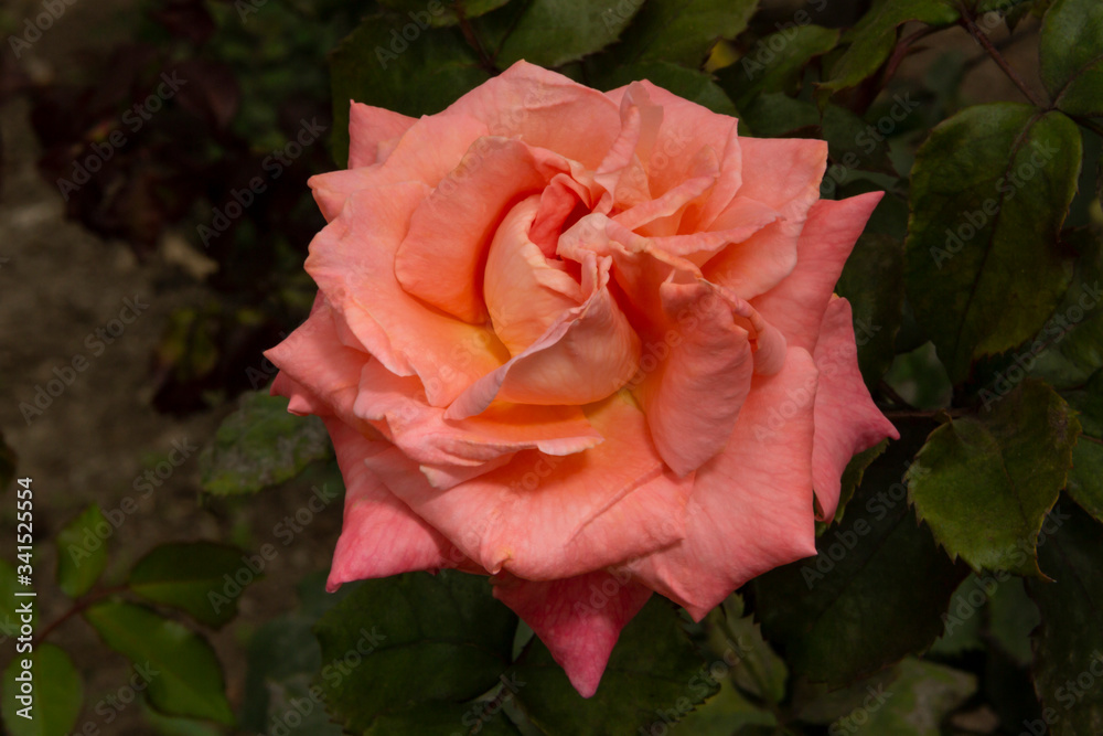 Rosas. Flores de jardín. Flores que evocan amor y amistad. Recursos gráficos muy usados en el Día de la Madre, San Valentín y para ocasiones especiales. Rosas. Flores de jardín. Flores que evocan amor y amistad. Recursos gráficos muy usados en el Día de la Madre, San Valentín y para ocasiones especiales.