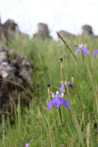 Purple flowers on the meadow  © Yuri