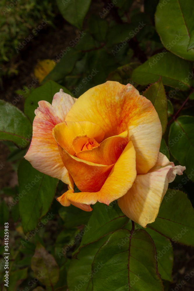 Rosas. Flores de jardín. Flores que evocan amor y amistad. Recursos gráficos muy usados en el Día de la Madre, San Valentín y para ocasiones especiales. Rosas. Flores de jardín. Flores que evocan amor y amistad. Recursos gráficos muy usados en el Día de la Madre, San Valentín y para ocasiones especiales.