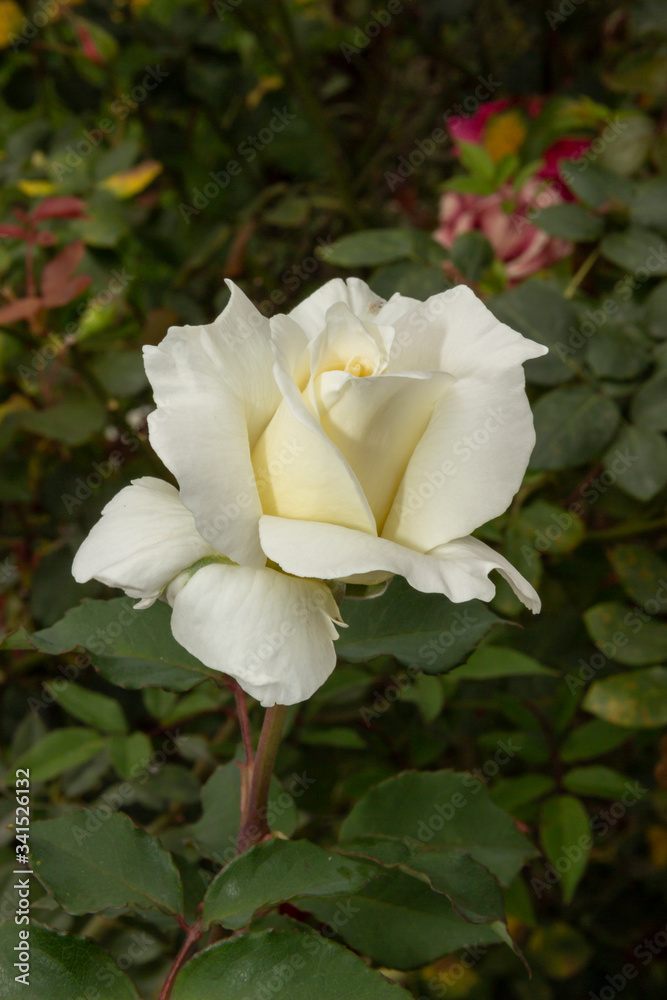 Rosas. Flores de jardín. Flores que evocan amor y amistad. Recursos gráficos muy usados en el Día de la Madre, San Valentín y para ocasiones especiales. Rosas. Flores de jardín. Flores que evocan amor y amistad. Recursos gráficos muy usados en el Día de la Madre, San Valentín y para ocasiones especiales.