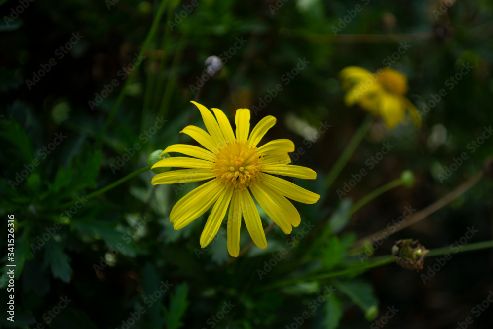 Close up of small wild yellow flower with blurred background Close up of small wild yellow flower with blurred background