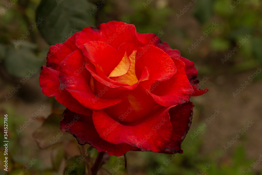 Rosas. Flores de jardín. Flores que evocan amor y amistad. Recursos gráficos muy usados en el Día de la Madre, San Valentín y para ocasiones especiales. Rosas. Flores de jardín. Flores que evocan amor y amistad. Recursos gráficos muy usados en el Día de la Madre, San Valentín y para ocasiones especiales.