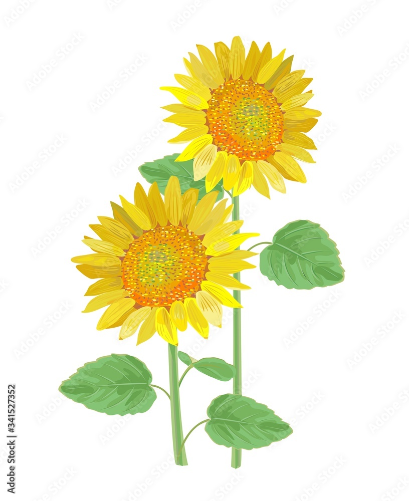 Obraz premium ヒマワリ