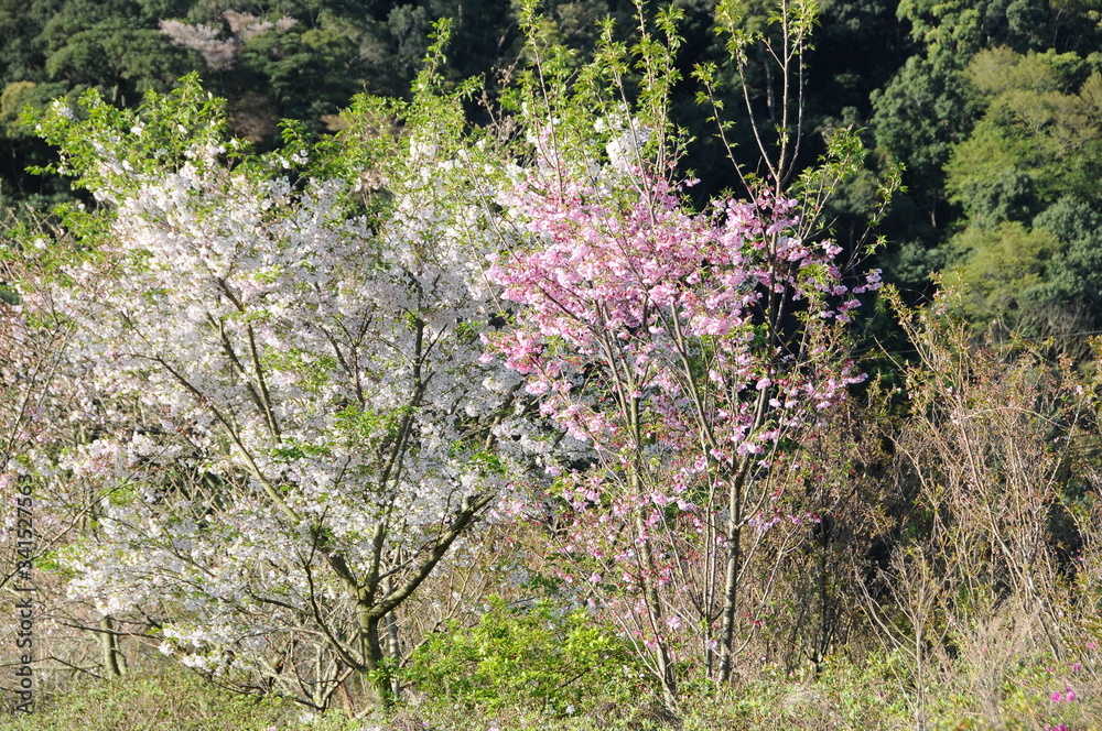 桜　鹿児島県出水市高川ダム湖