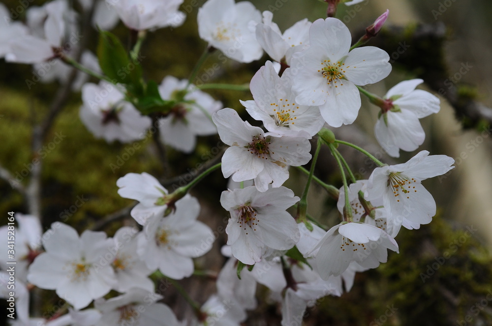 桜　鹿児島県出水市高川ダム湖