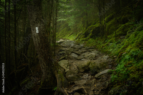 Appalachian Trail Blaze in Foggy Forest © kellyvandellen