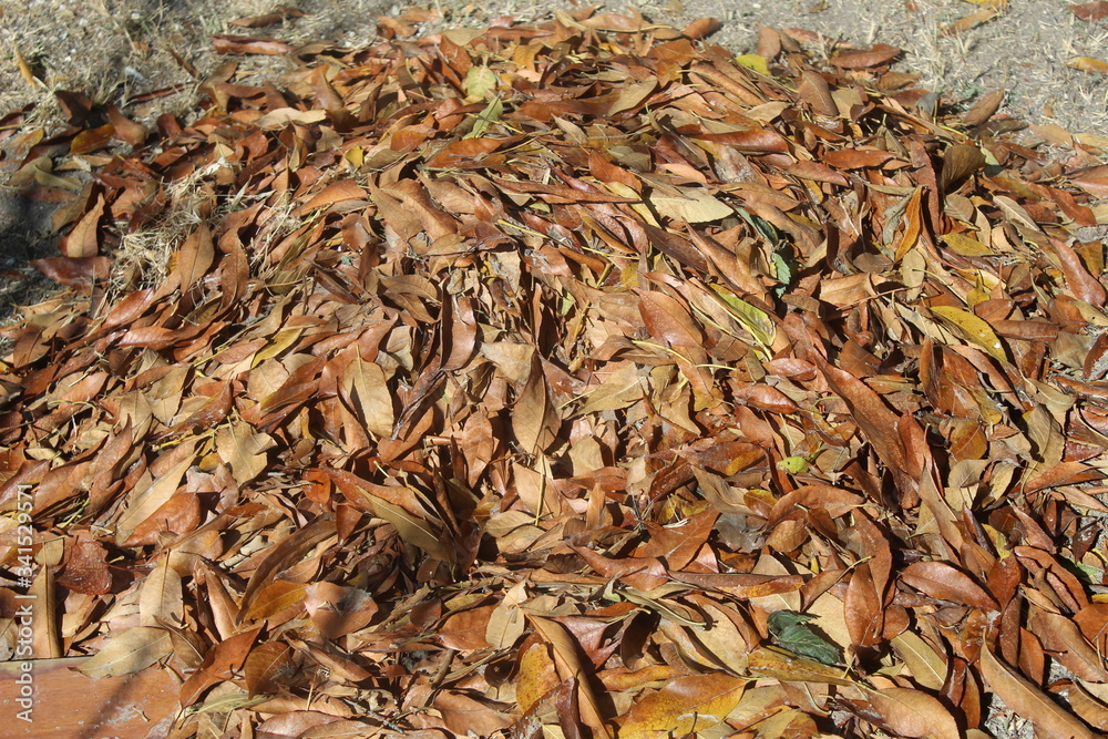 Otoño autumn resumido en hojas