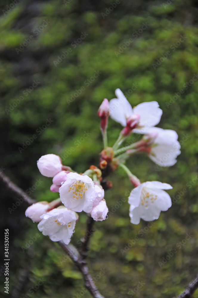 桜 鹿児島県出水市高川ダム湖のさくら 桜 鹿児島県出水市高川ダム湖のさくら