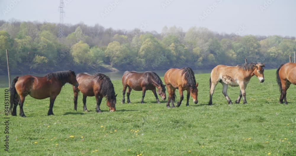 Horses on a pasture near the river, Lonjsko polje, Croatia Horses on a pasture near the river, Lonjsko polje, Croatia
