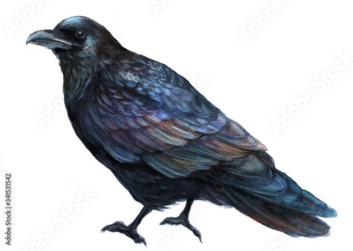 common raven bird watercolor illustration