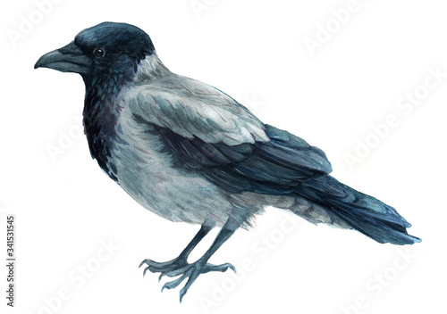 hoodie. watercolor bird illustration