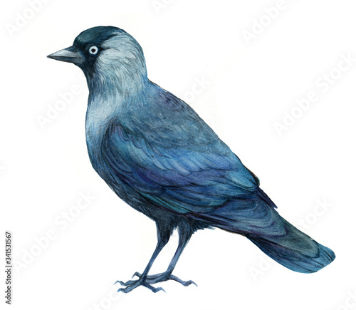 jackdaw bird  watercolor illustration photo