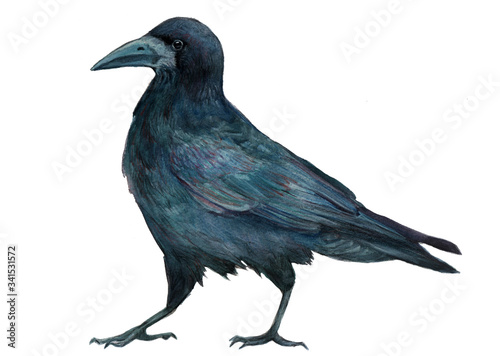 black bird rook  watercolor illustration © Helen
