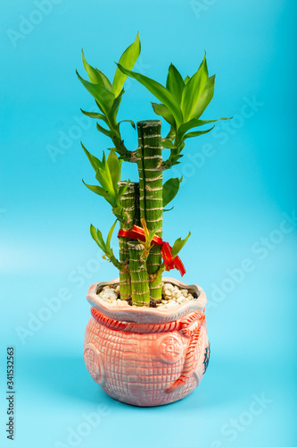 Fotografía Ribbon dracaena tree or Lucky bamboo grown-up in flower pot with Chinese word
