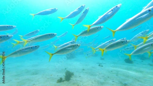 A school of Yellowtail Scad swim over a sandy seabed