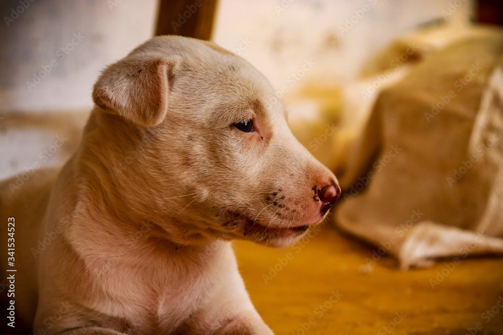 portrait of a dog portrait of a dog