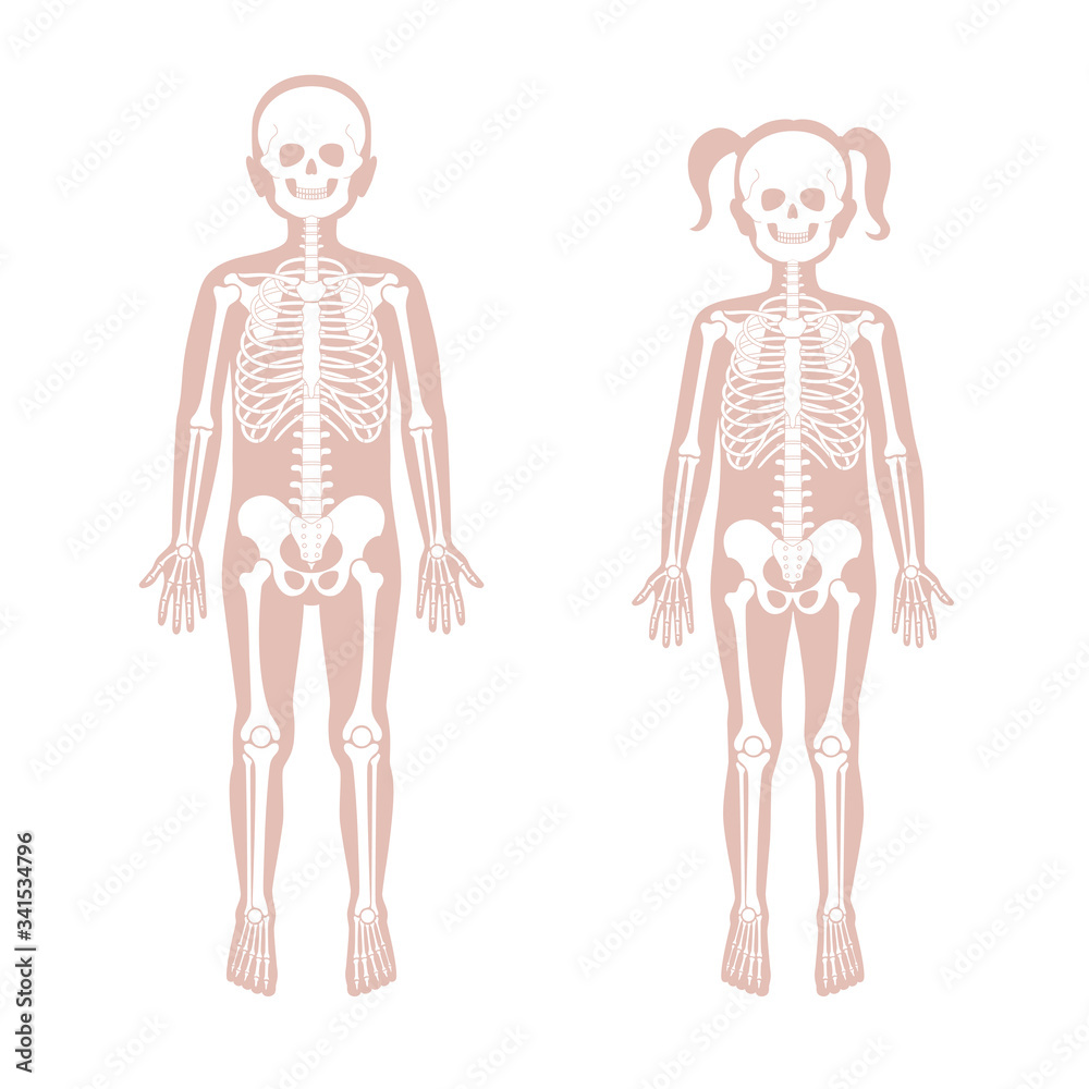 Children boy and girl skeleton anatomy 
