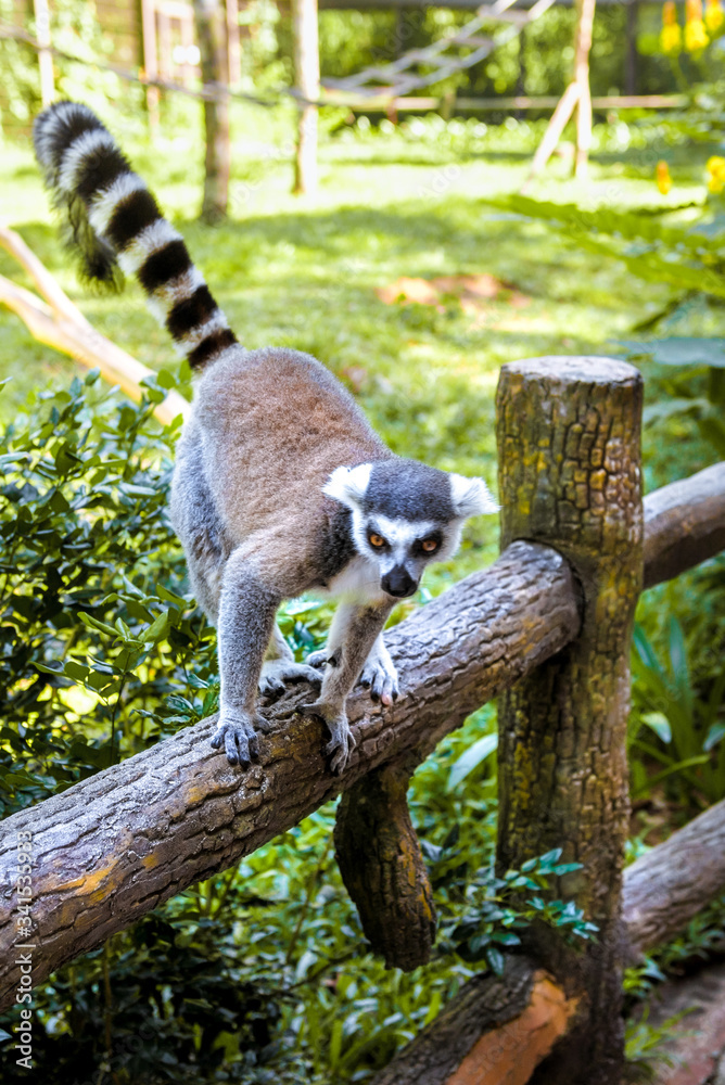 Fototapeta premium Little funny lemurs play on the branches.