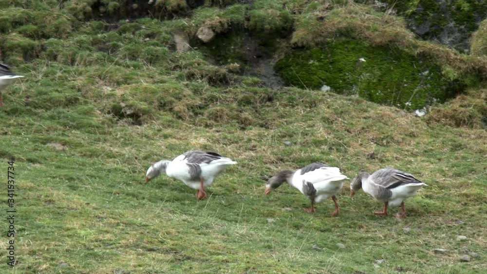 Group of geese walking and eating on grass Group of geese walking and eating on grass