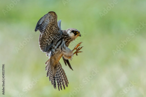 Foto Amur Falcon, the smallest flying hawk in the world From Asia to Africa