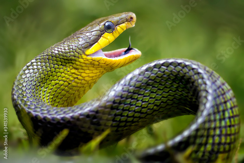 Javanese Green Snake - Amazing Animal Reptile Photo Series