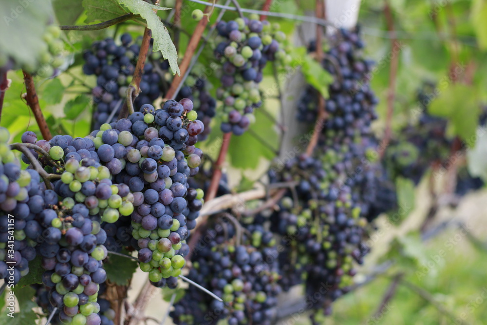 Grapes in Winery