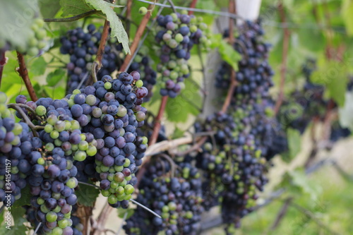 Wallpaper Mural Grapes in Winery Torontodigital.ca