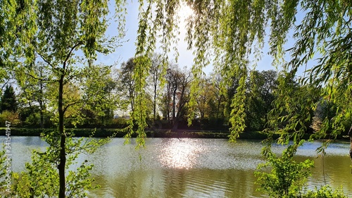 lake in the woods with reflections in germany photo