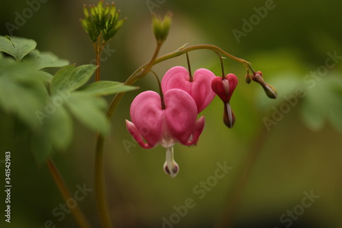 pink bleeding heart flowers in the garden, seasonal flowers