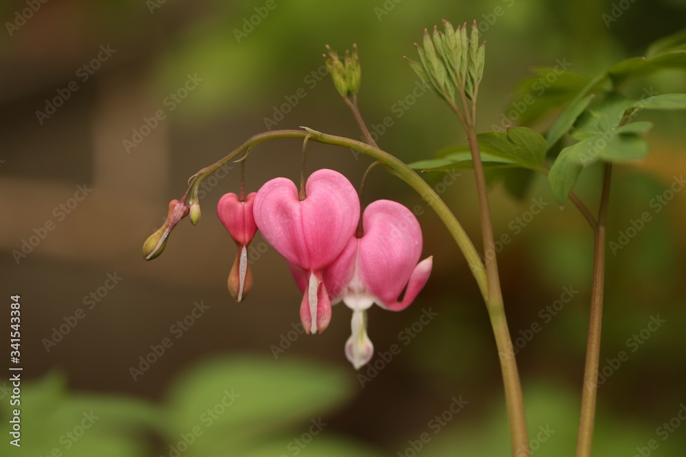 pink bleeding heart flowers in the garden, seasonal flowers pink bleeding heart flowers in the garden, seasonal flowers