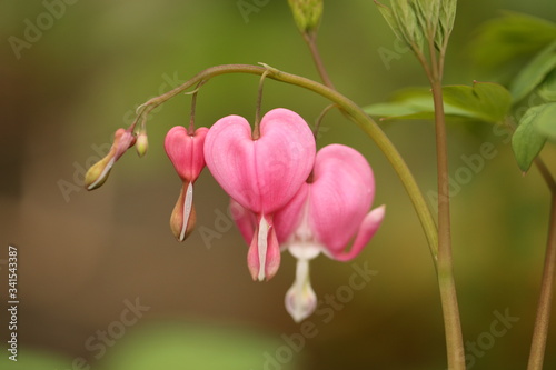 pink bleeding heart flowers in the garden, seasonal flowers