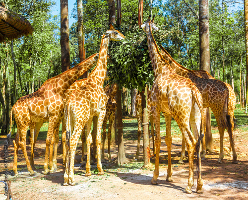 long-necked giraffe, beautiful spotted, amazing beast. © Юлия Моисеенко
