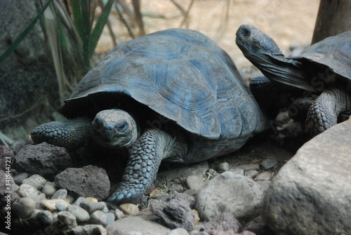 Friendly turtles taking a walk
