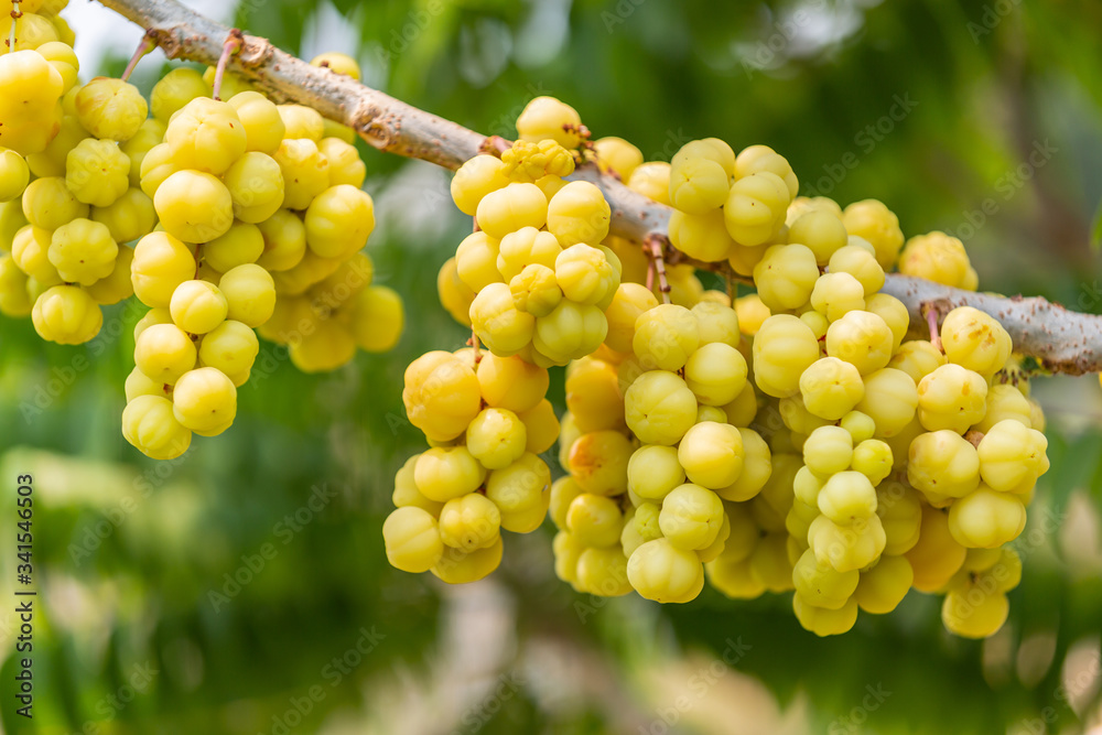 Fresh star gooseberry fruits ready to eat on the tree . Fresh star gooseberry fruits ready to eat on the tree .