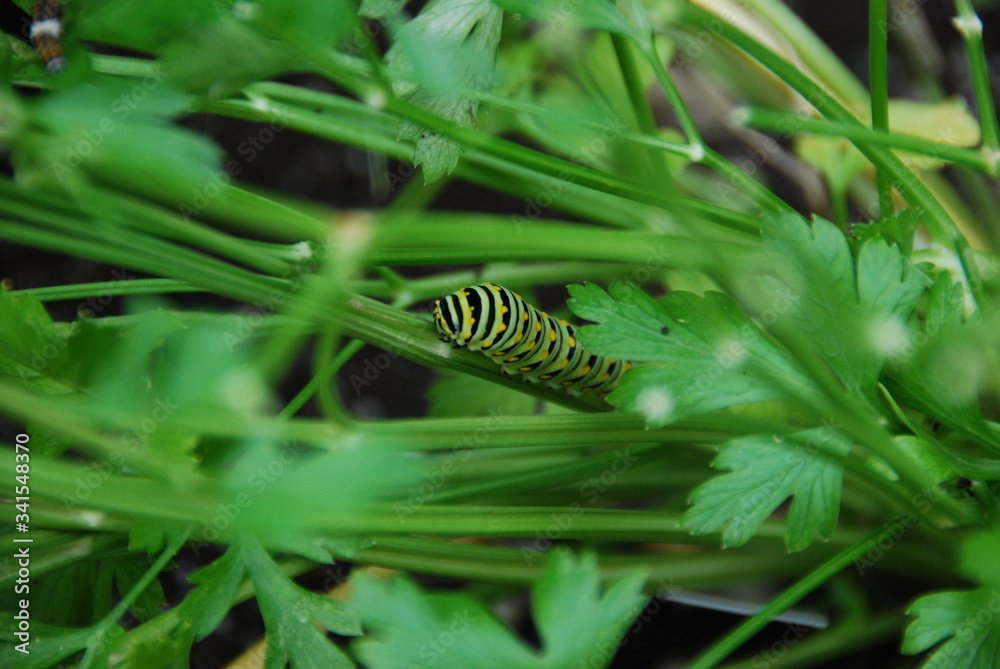 Caterpillar hiding in parsley