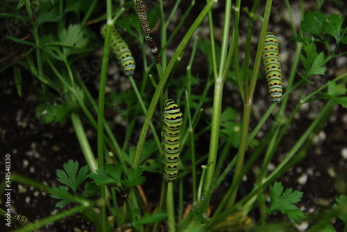 caterpillars eating parsley 2