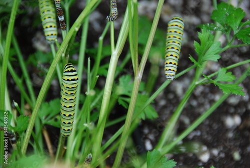 caterpillars eating parsley