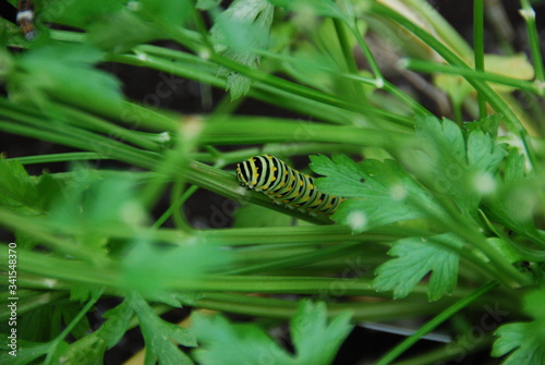 Caterpillar hiding in parsley