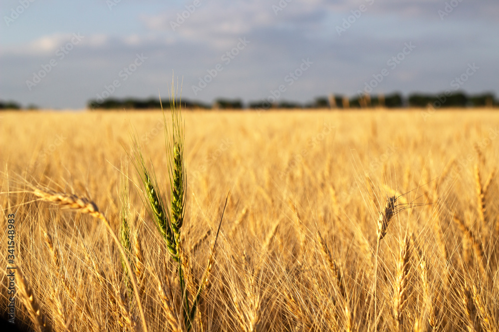 Obraz premium Texas Wheat Field