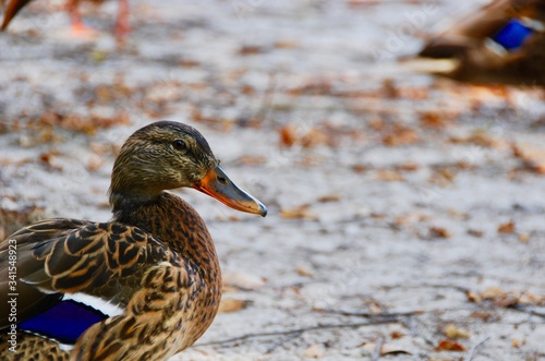 Purple duck with another in the background with bright purple feather