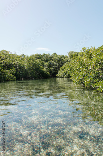 Caribbean transparent water and mangroves on top of the ocean during a summer day  (ID: 341550367)