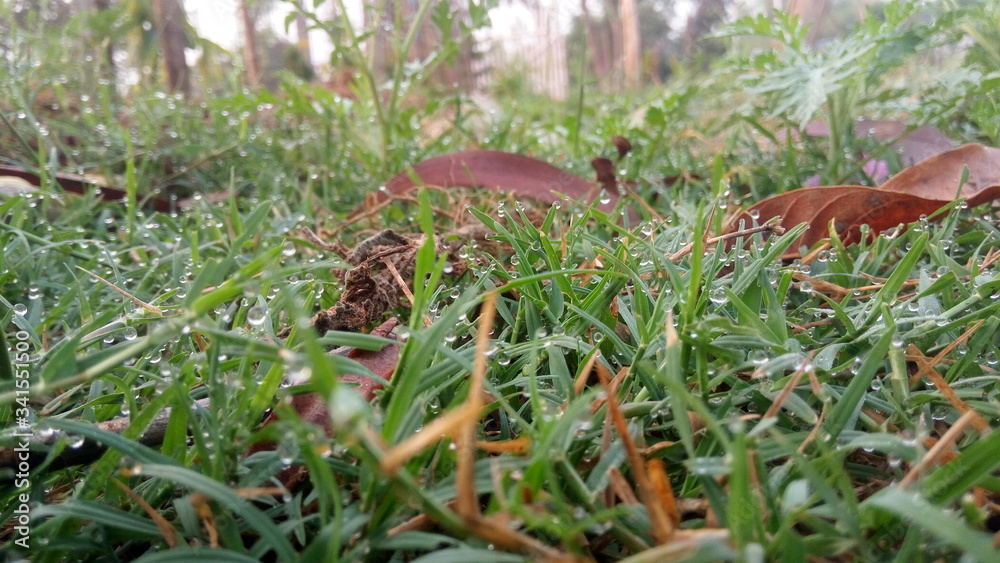 moss on the grass moss on the grass