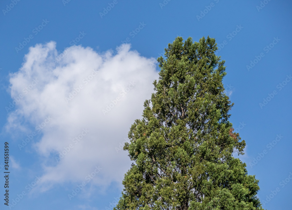 Trees isolated against a blue sky with white cloud formations image for background use Trees isolated against a blue sky with white cloud formations image for background use