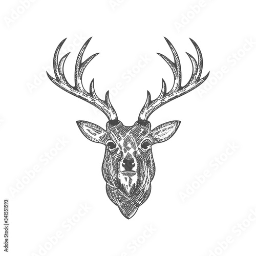 Hand drawn deer head vector