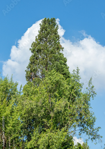 Trees isolated against a blue sky with white cloud formations image for background use